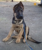 Tampajalainen groomi